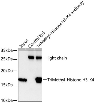 TriMethyl-Histone H3-K4 Rabbit mAb