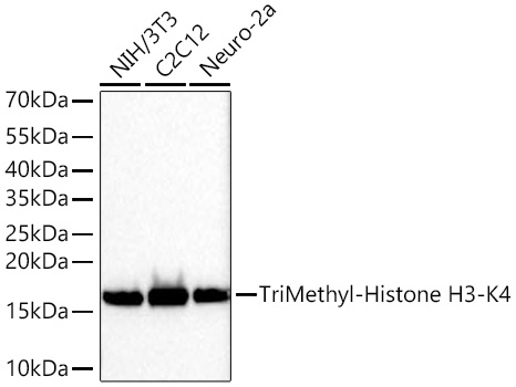 TriMethyl-Histone H3-K4 Rabbit mAb