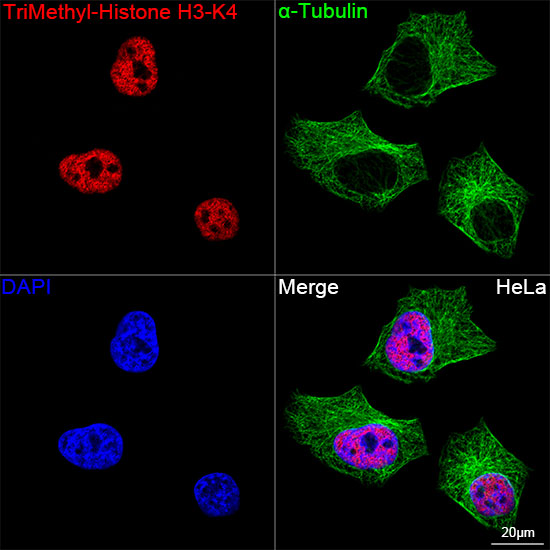 TriMethyl-Histone H3-K4 Rabbit mAb