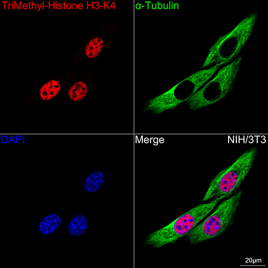 TriMethyl-Histone H3-K4 Rabbit mAb