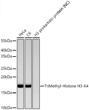 TriMethyl-Histone H3-K4 Rabbit mAb