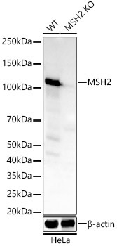 [KO Validated] MSH2 Rabbit mAb