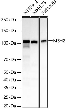 [KO Validated] MSH2 Rabbit mAb