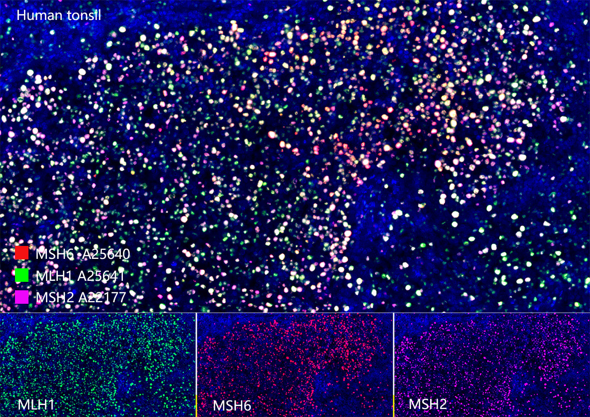[KO Validated] MSH2 Rabbit mAb