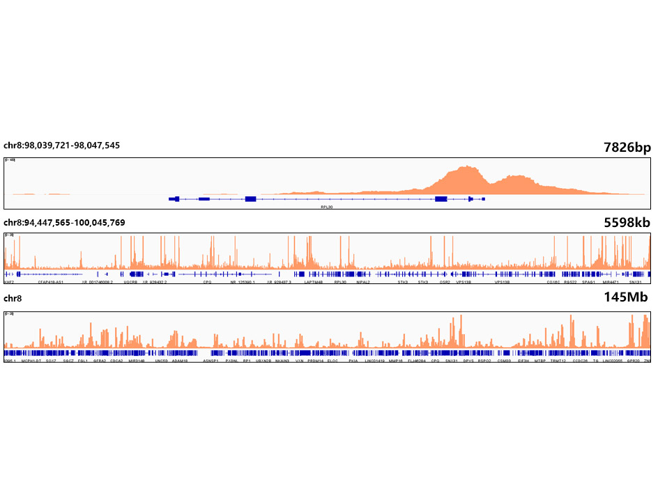 Acetyl-Histone H3-K27 Rabbit mAb