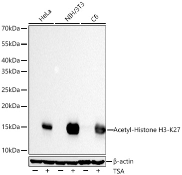 Acetyl-Histone H3-K27 Rabbit mAb