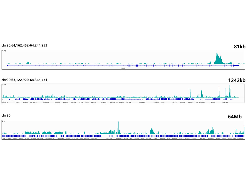 TriMethyl-Histone H3-K9 Rabbit mAb