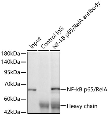 [KO Validated] NF-kB p65/RelA Rabbit mAb