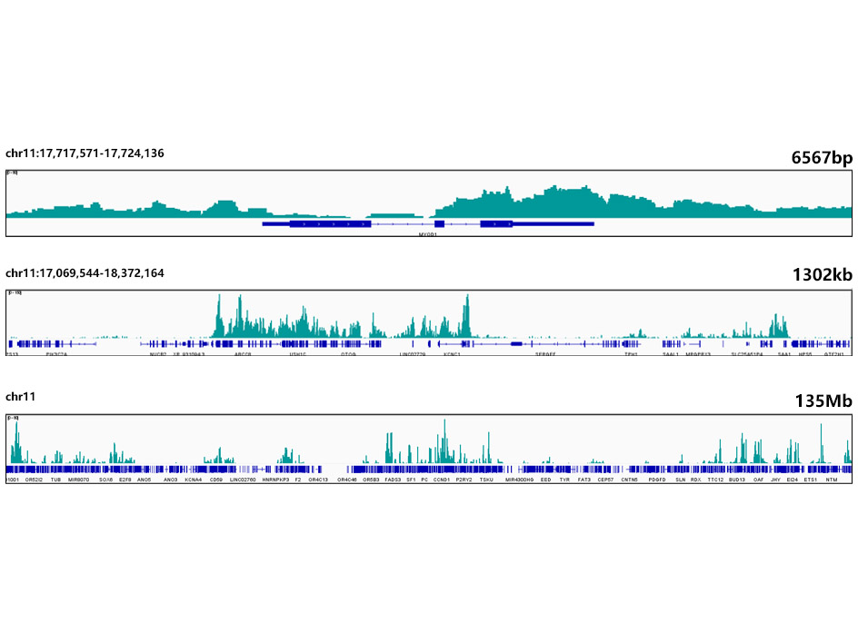 TriMethyl-Histone H3-K27 Rabbit mAb