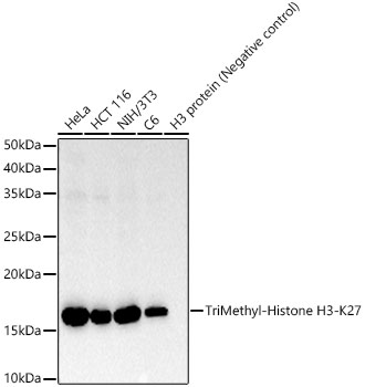TriMethyl-Histone H3-K27 Rabbit mAb