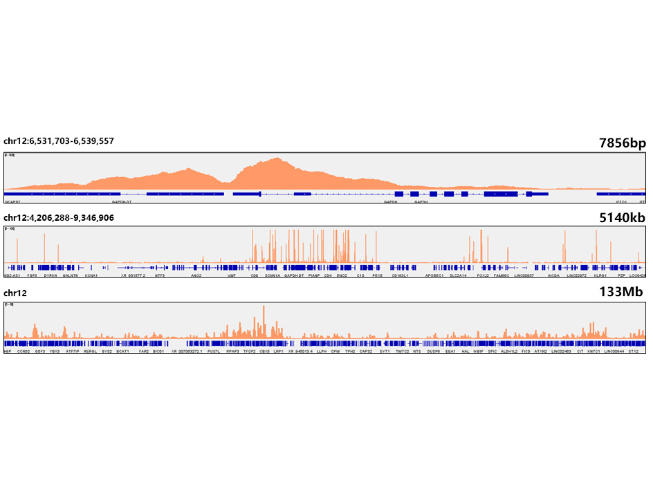 Acetyl-Histone H3-K56 Rabbit mAb