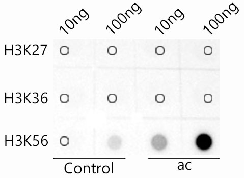 Acetyl-Histone H3-K56 Rabbit mAb