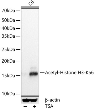 Acetyl-Histone H3-K56 Rabbit mAb