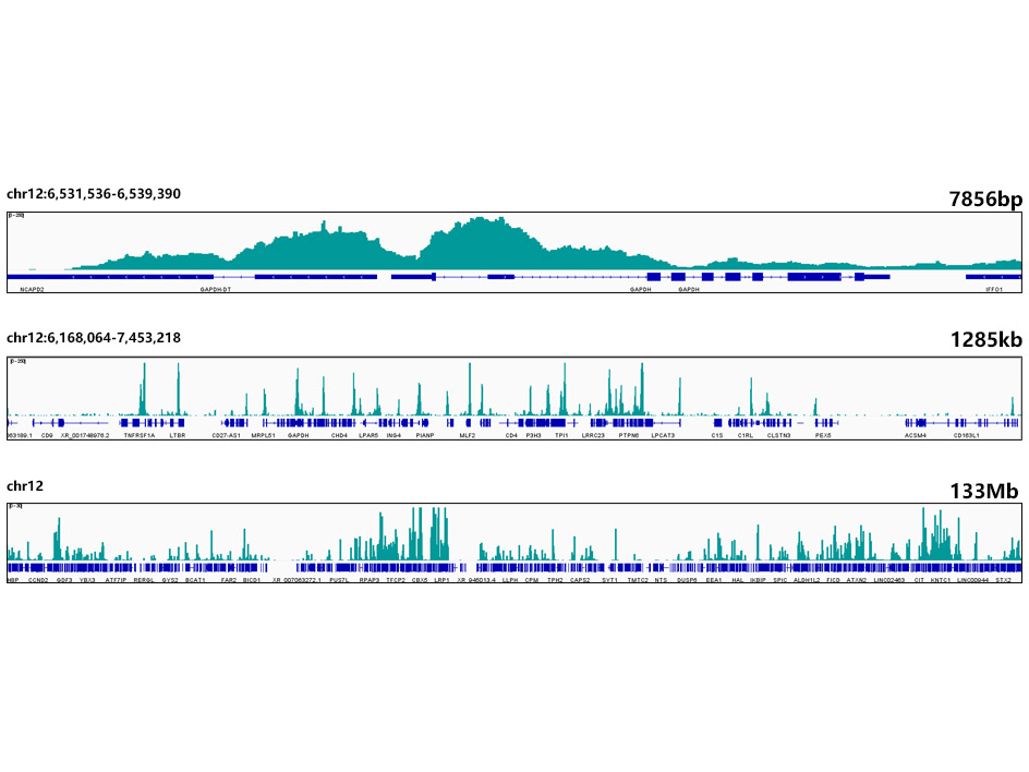 Acetyl-Histone H3-K56 Rabbit mAb