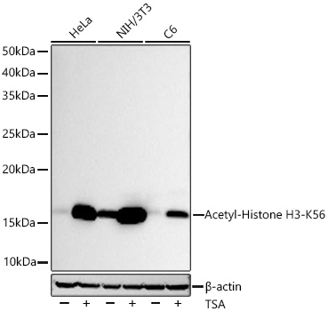 Acetyl-Histone H3-K56 Rabbit mAb