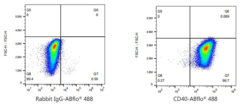 ABflo® 488 Rabbit anti-Human CD40 mAb