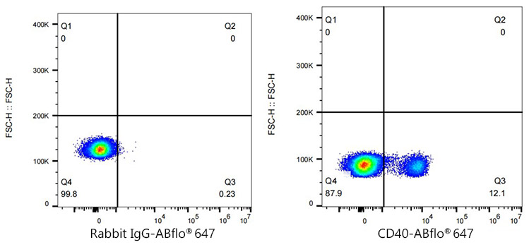 ABflo® 488 Rabbit anti-Human CD40 mAb