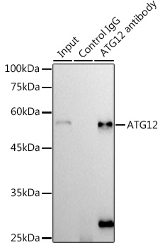 ATG12 Rabbit mAb