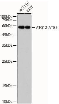 ATG12 Rabbit mAb