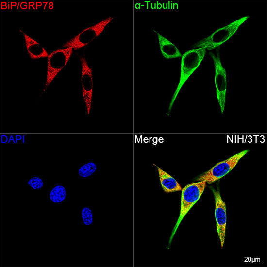BiP/GRP78 Rabbit mAb