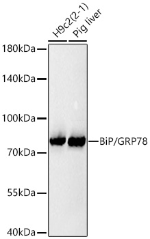 BiP/GRP78 Rabbit mAb