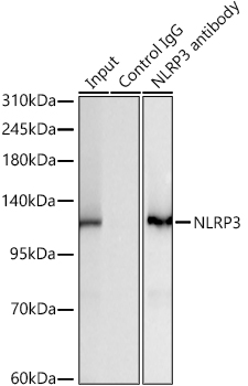 NLRP3 Rabbit mAb
