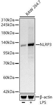 NLRP3 Rabbit mAb