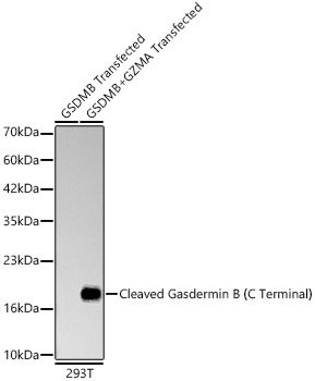 Cleaved Gasdermin B（C Terminal） Rabbit mAb