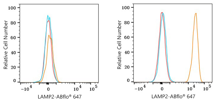 [KO Validated] LAMP2 Rabbit mAb