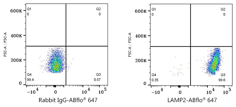 [KO Validated] LAMP2 Rabbit mAb