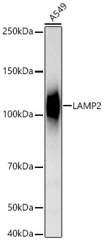 [KO Validated] LAMP2 Rabbit mAb