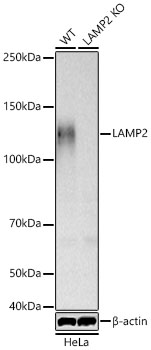 [KO Validated] LAMP2 Rabbit mAb