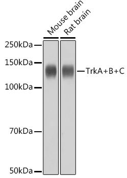 TrkA+B+C Rabbit mAb