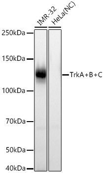 TrkA+B+C Rabbit mAb