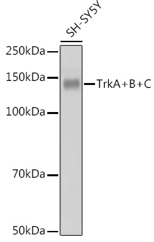 TrkA+B+C Rabbit mAb