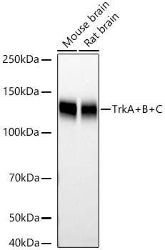 TrkA+B+C Rabbit mAb