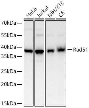 Rad51 Rabbit mAb