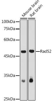 Rad52 Rabbit pAb