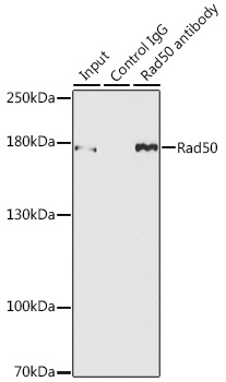 Rad50 Rabbit pAb