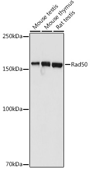 Rad50 Rabbit pAb