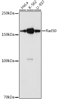 Rad50 Rabbit pAb