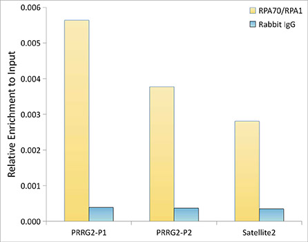 RPA70/RPA1 Rabbit mAb
