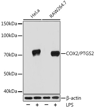 COX2/PTGS2 Rabbit mAb