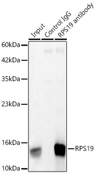 RPS19 Rabbit mAb
