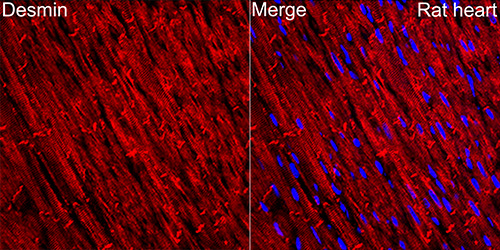 Desmin Rabbit mAb