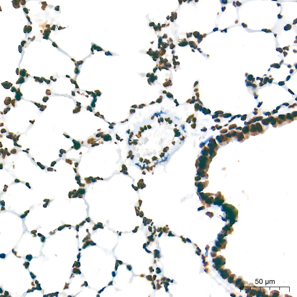 NONO/p54nrb Rabbit mAb