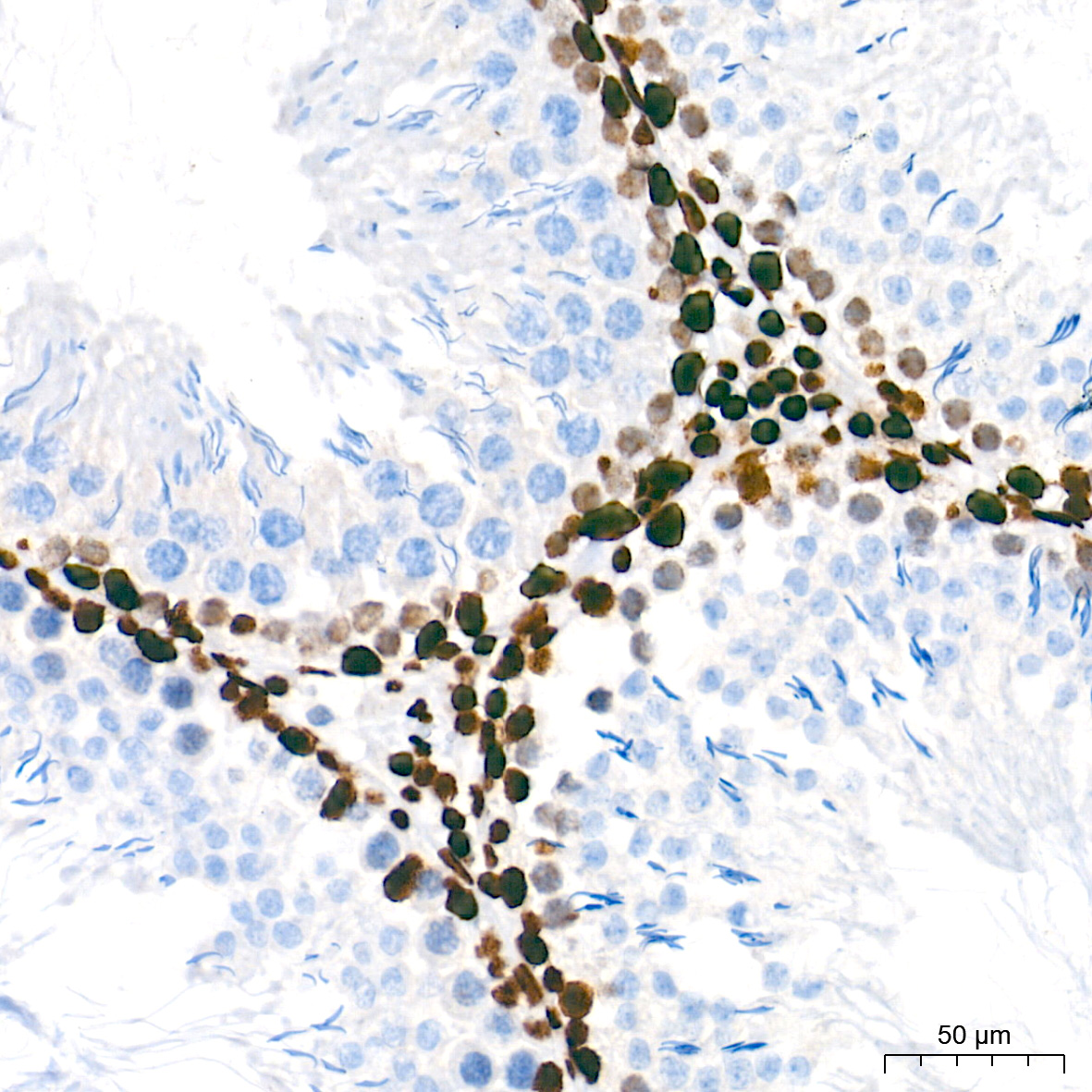 NONO/p54nrb Rabbit mAb