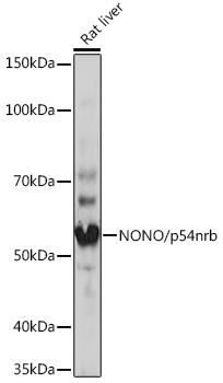 NONO/p54nrb Rabbit mAb