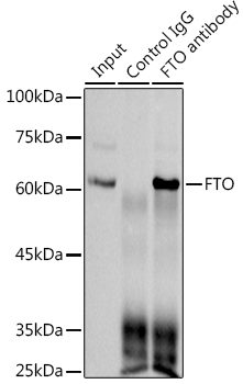 [KO Validated] FTO Rabbit mAb 