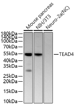 TEAD4 Rabbit pAb